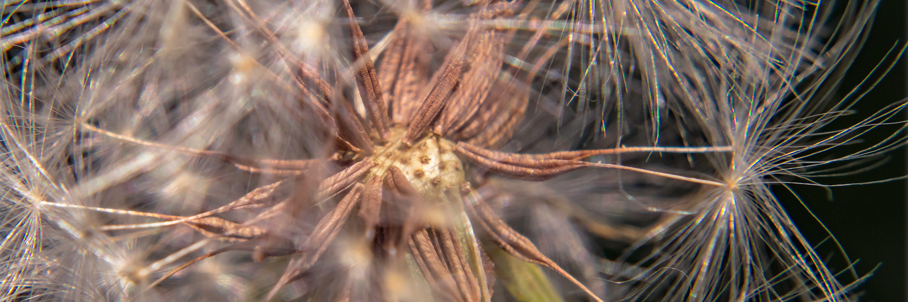 Brad Meador Design, Inc.